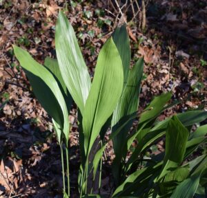 Cast Iron Plant (Aspidistra elatior)