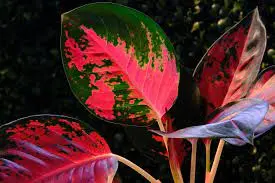 Chinese Evergreen (Aglaonema)