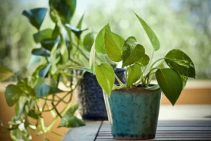 Pothos (Epipremnum aureum)