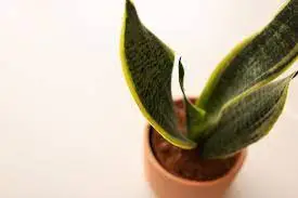 Snake Plant (Sansevieria Trifasciata)