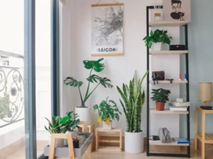 top 10 Low Light Indoor Plants