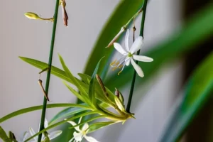 Spider Plant (Chlorophytum comosum)