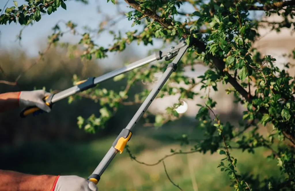 Why Regular Tree Trimming is Essential for Tree Health