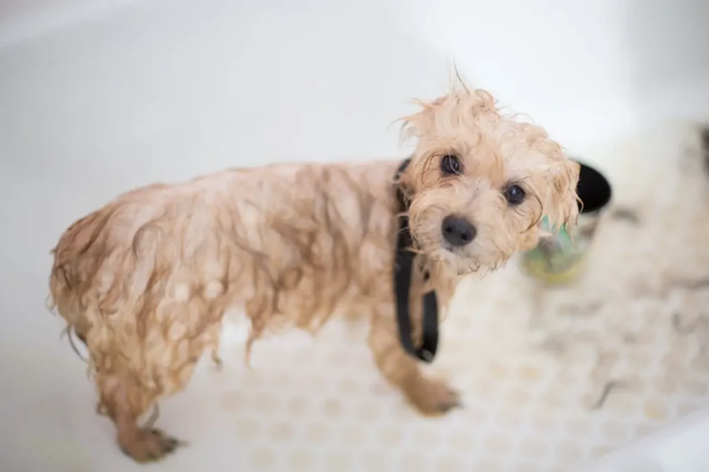 If Your Dog Is Scratching Too Much, It Might Need A Grooming Session If Your Dog Is Scratching Too Much, It Might Need A Grooming Session